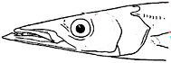 Sphyraena viridensis_claves.jpg